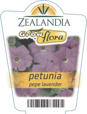 Petunia Pepe Lavender
