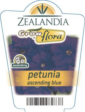 Petunia Ascending Blue