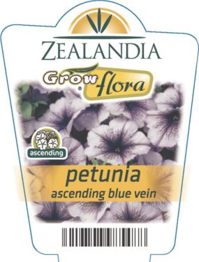 Petunia Ascending Blue Vein