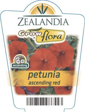 Petunia Ascending Red
