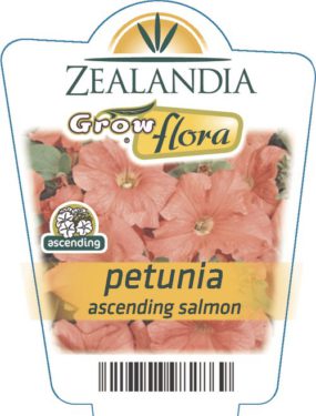 Petunia Ascending Salmon