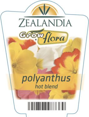 Polyanthus Hot Blend
