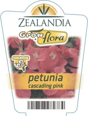 Petunia Cascading Pink