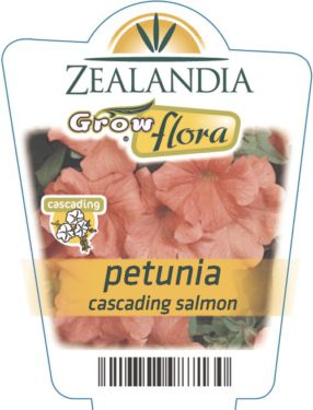 Petunia Cascading Salmon