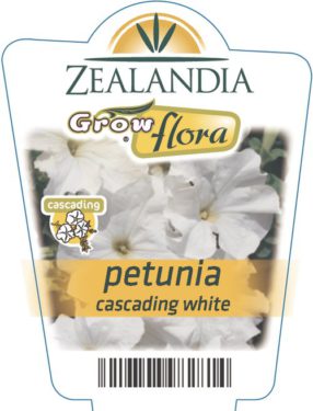 Petunia Cascading White