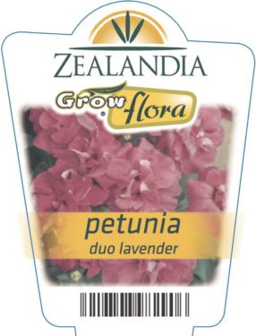 Petunia Duo Lavender
