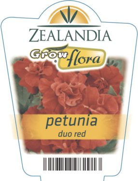 Petunia Duo Red