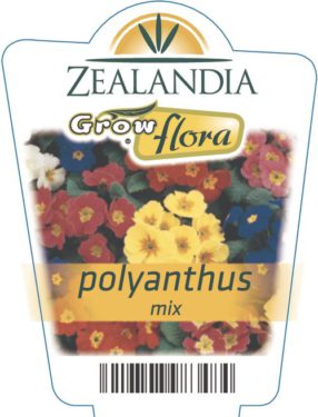Polyanthus Mix