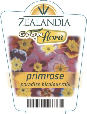 Primrose Paradise Bicolour Mix