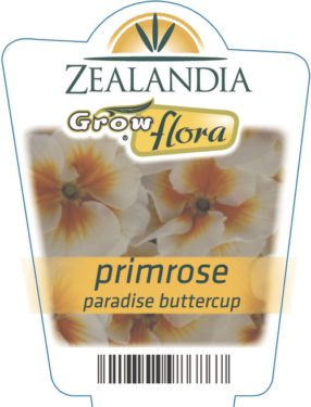 Primrose Paradise Buttercup