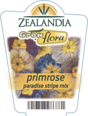 Primrose Paradise Stripe Mix