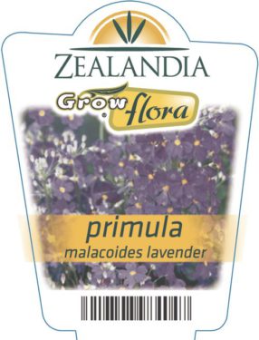 Primula Malacoides Lavender