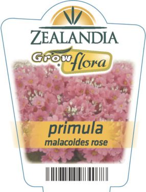 Primula Malacoides Rose