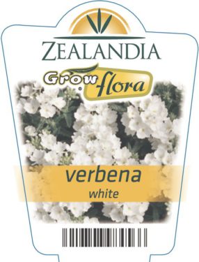 Verbena White
