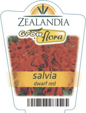 Salvia Dwarf Red