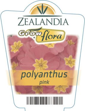 Polyanthus Pink