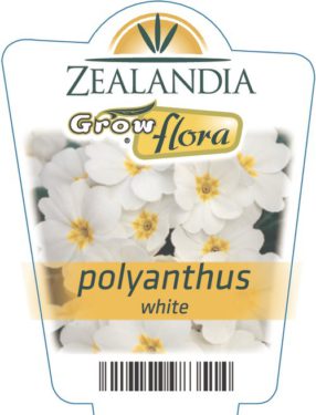 Polyanthus White