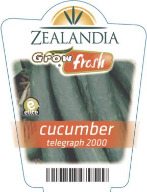 cucumber telegraph 2000