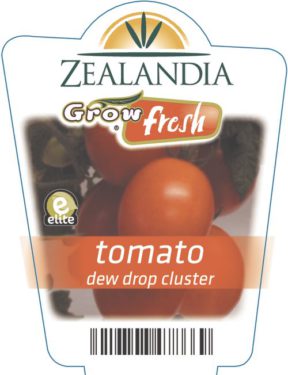 tomato dew drop cluster