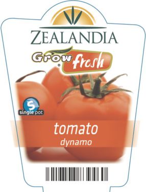 tomato dynamo