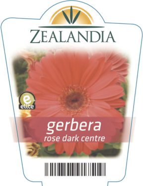 gerbera rose dark centre