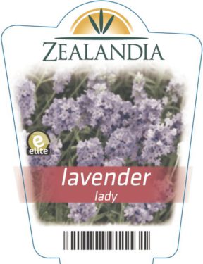 lavender lady