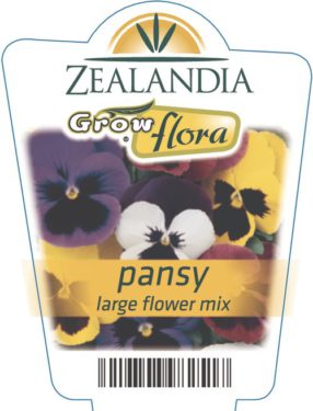 Pansy Large Flower Mix