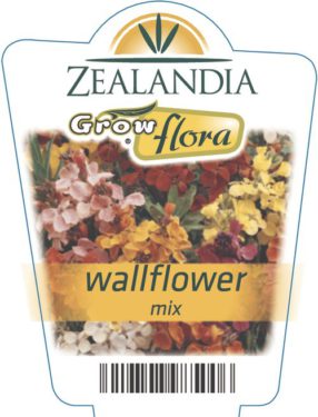 Wallflower Mix