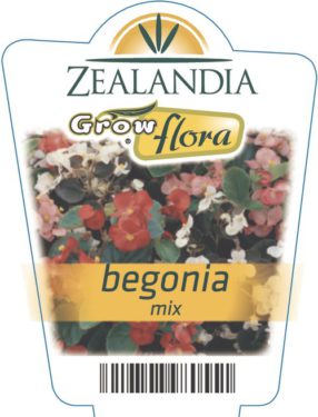 Begonia Mix