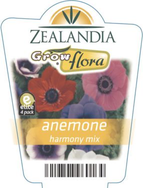 Anemone Harmony Mix