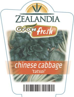 Chinese Cabbage 'tatsoi'
