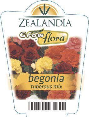 Begonia Tuberous Mix