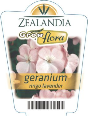 Geranium Ringo Lavender