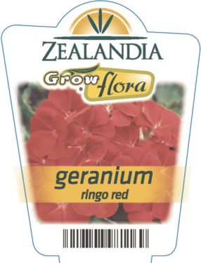 Geranium Ringo Red