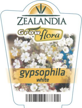 Gypsophila White