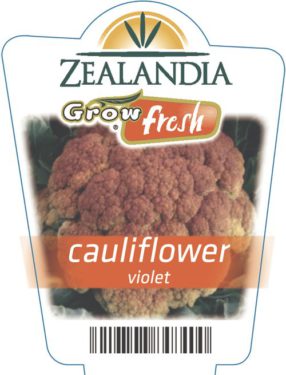 Cauliflower Violet