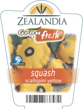 squash scallopini yellow