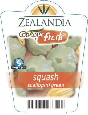 squash scallopini green
