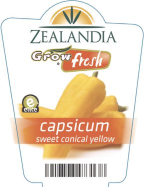 capsicum sweet conical yellow