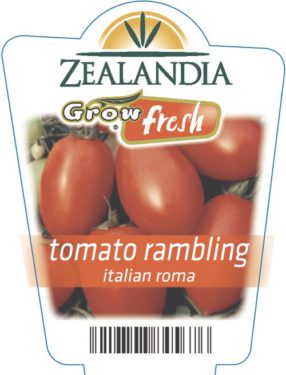 Tomato Rambling Italian Roma