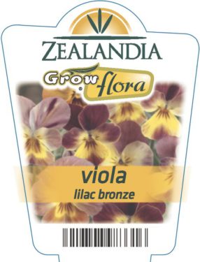 Viola Lilac Bronze