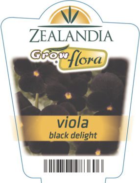 Viola Black Delight