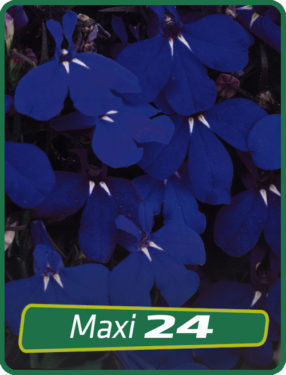 Lobelia Cascade Dark Blue