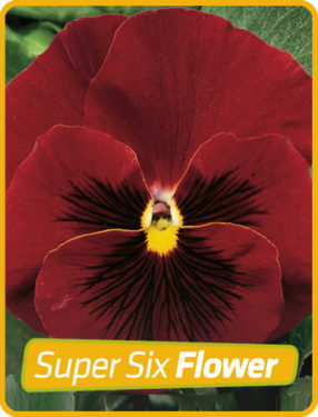 Pansy Red